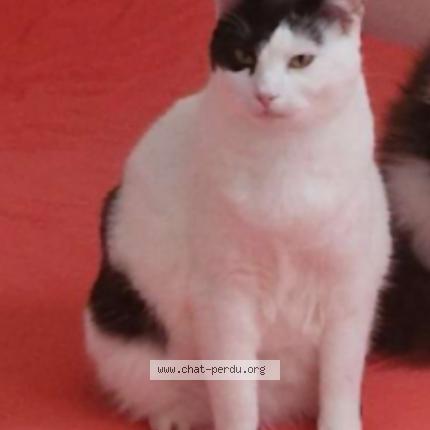 Photo 1/1 Kity Chat perdu à Hagetmau