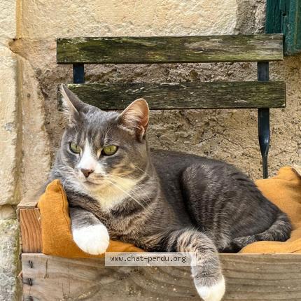 Photo 1/1 Chat retrouvé Perdu à Saint Martin De Re