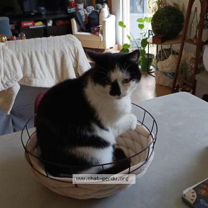 Photo de chat perdu à Migne Auxances