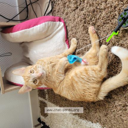 Photo de chat perdu à Jonzac