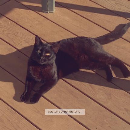 Photo de chat perdu à Jussas