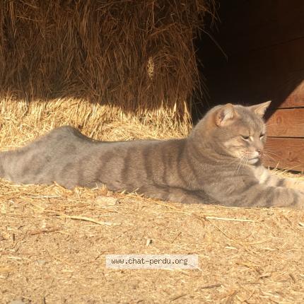 Photo 1/1 Takin Chat perdu à Chabestan