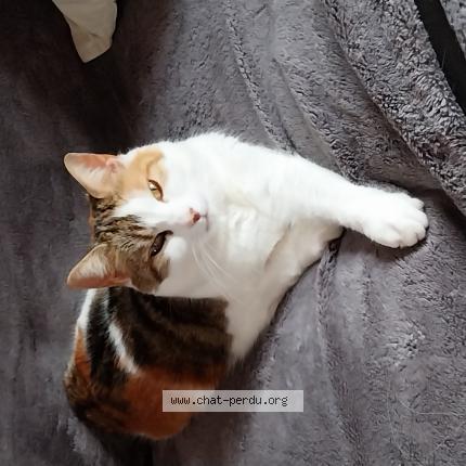 Photo 1/1 Choupette Chat perdu à Machy