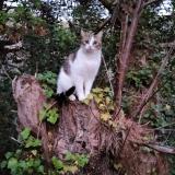 Photo de chat perdu à Le Mans