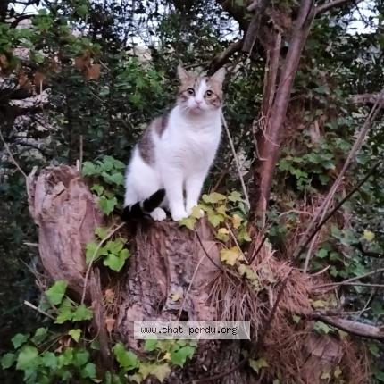 Photo 1/1 Chat retrouvé Perdu à Le mans