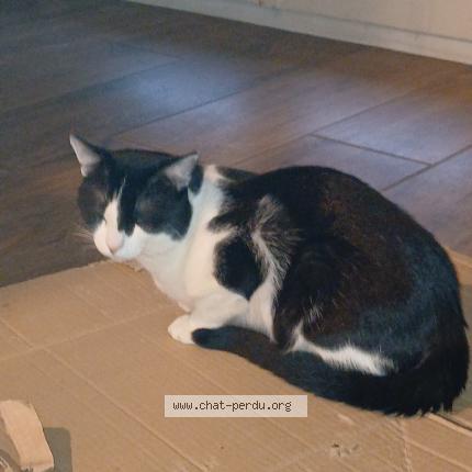 Photo 1/1 Chat retrouvé Perdu à Valence
