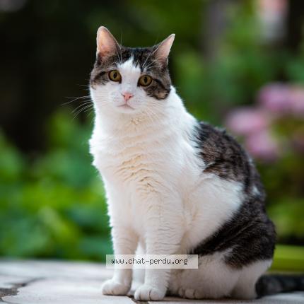 Photo 1/1 Chat retrouvé Perdu à Clamart