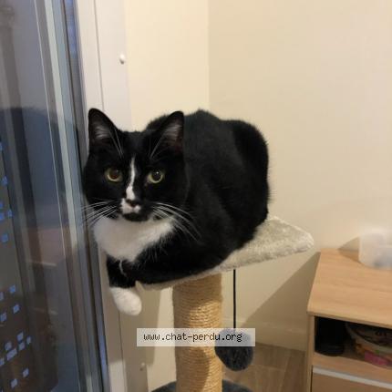 Photo de chat perdu à Lisieux