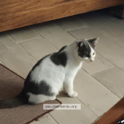 Photo 1/1 NALA Chat perdu à Montagnac