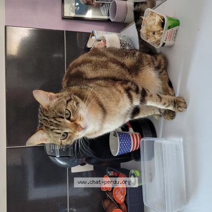 Photo 1/1 Tsuki Chat perdu à Gaillac