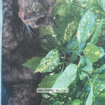 Photo 1/1 Gavroche Chat perdu à Aiglemont