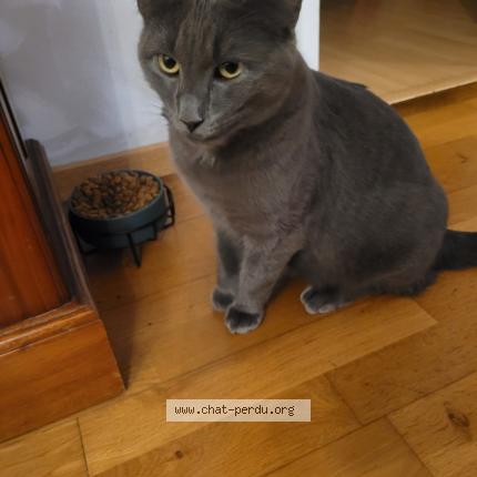 Photo 1/1 Chat retrouvé Perdu à Cenon