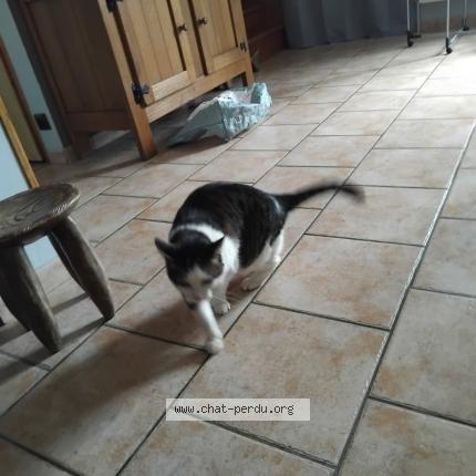 Photo 1/1 Chat retrouvé Perdu à Vireux Wallerand