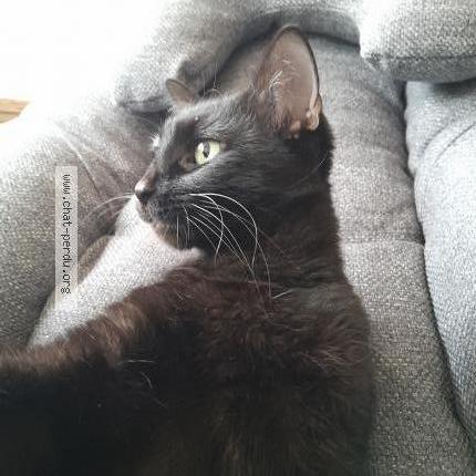 Photo de chat perdu à Villeneuve Les Avignon