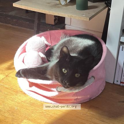 Photo 1/1 Obams Chat perdu à Fontainebleau