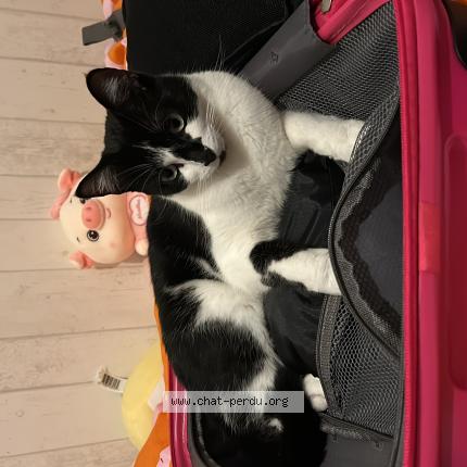 Photo de chat perdu à L Arbresle