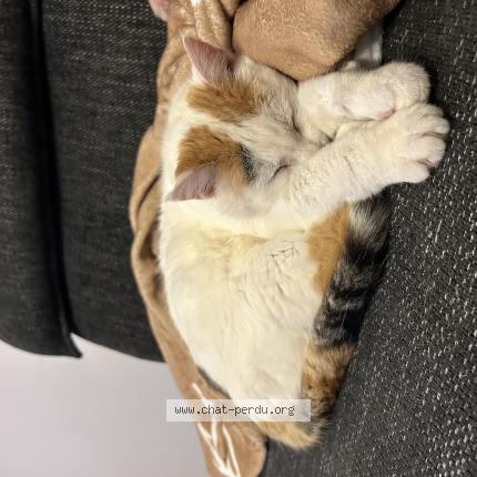 Photo 1/1 Vanille Chat perdu à Olemps