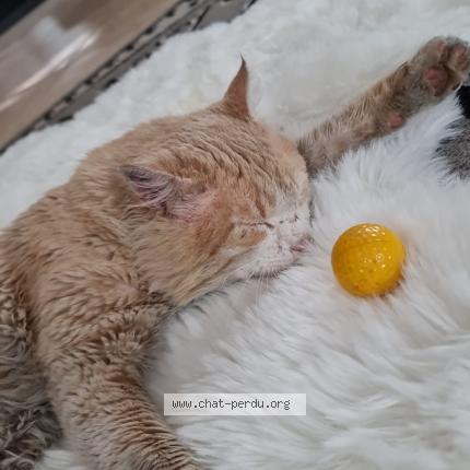 Photo 1/1 Bébé Chat perdu à Perpignan