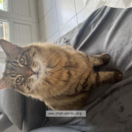 Photo 1/1 Mango Chat perdu à Villefranche d allier