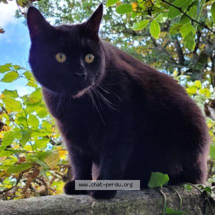 Photo 1/1 Zizou Chat perdu à Arvert