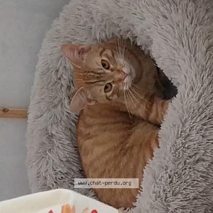 Photo 1/1 Chat retrouvé Perdu à Saint Laurent Sur Sevre