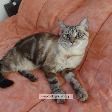 Photo 1/1 Cookie Chat perdu à Vienne