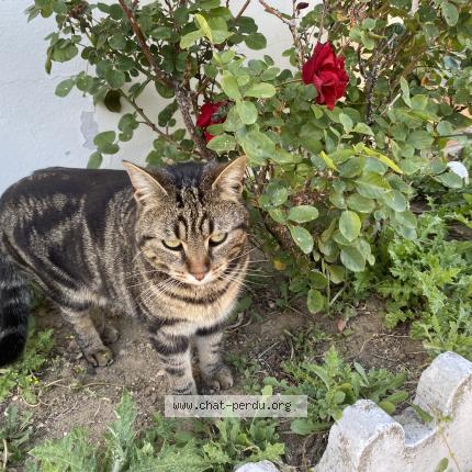 Photo 1/1 Mufasa Chat perdu à Peage de roussillon