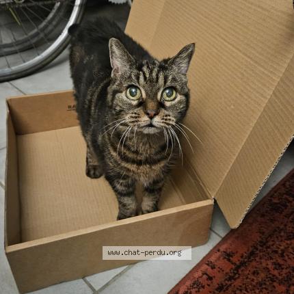 Photo de chat perdu à Lambersart