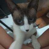 Photo de chat perdu à Caba