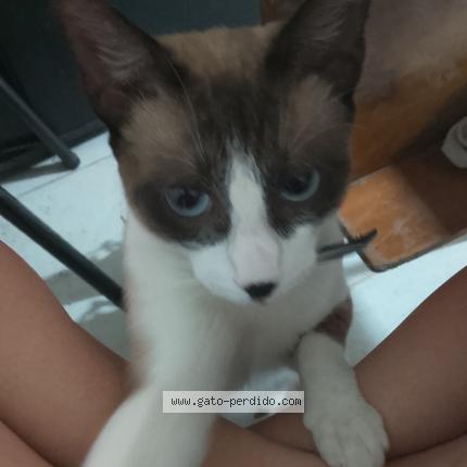 Photo 1/1 Oliver Chat perdu à Caba