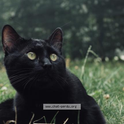 Photo de chat perdu à Reims