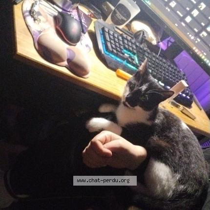 Photo de chat perdu à Tours
