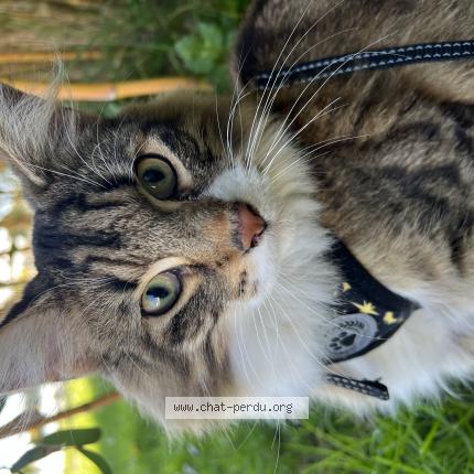 Photo de chat perdu à Plouescat