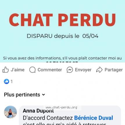 Photo 1/1 Mimine Chat perdu à Porcieu amblagnieu