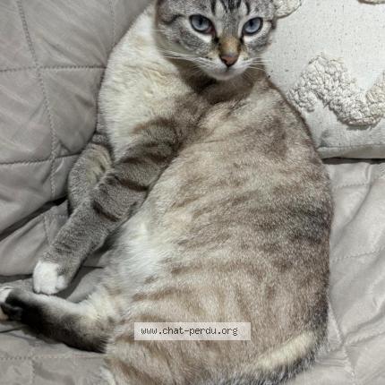 Photo de chat perdu à Athis Mons