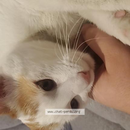 Photo 1/1 SIMBA Chat perdu à Vienne