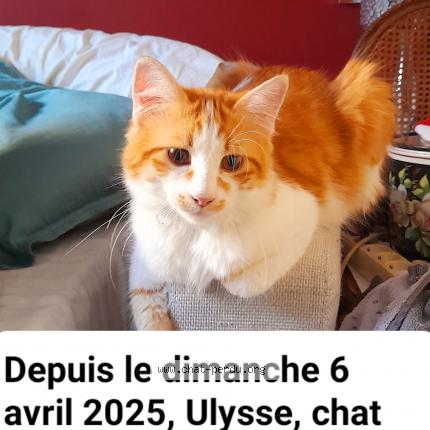 Photo de chat perdu à Cesseras