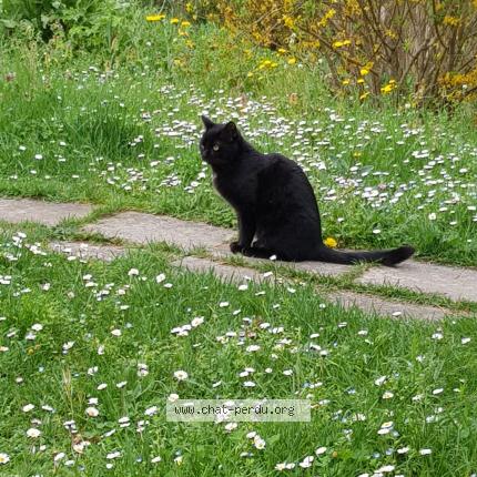Photo 1/1 Marcel Chat perdu à Cahors