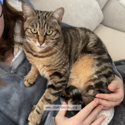 Photo 1/1 Smoky Chat perdu à Croutelle