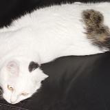 Photo de chat perdu à Lagnieu