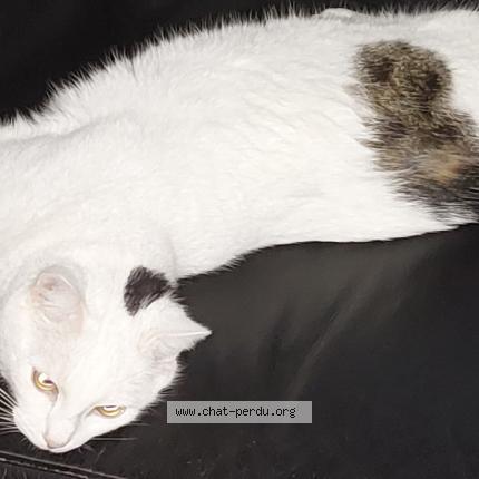 Photo 1/1 Chat retrouvé Perdu à Lagnieu