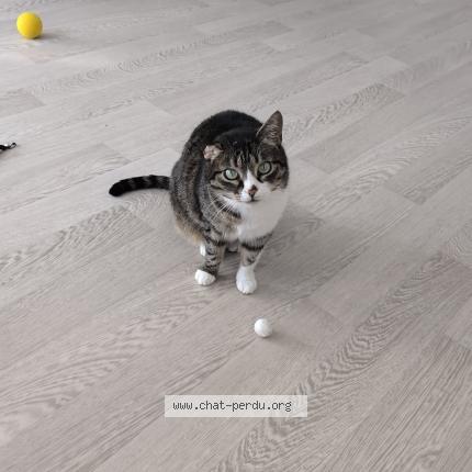 Photo 1/1 Zyna Chat perdu à Rillieux