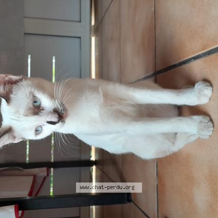 Photo 1/1 Biscotte Chat perdu à Le port