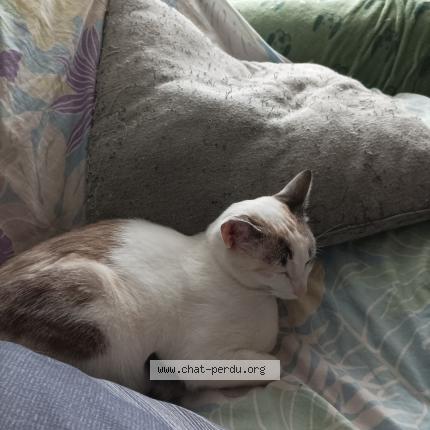 Photo 1/1 Lisette Chat perdu à Plateau hauteville