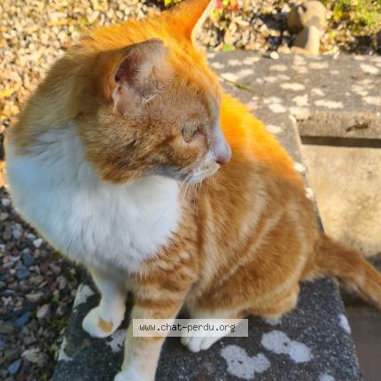 Photo 1/1 Chat retrouvé Perdu à Les Tiges La Bolle