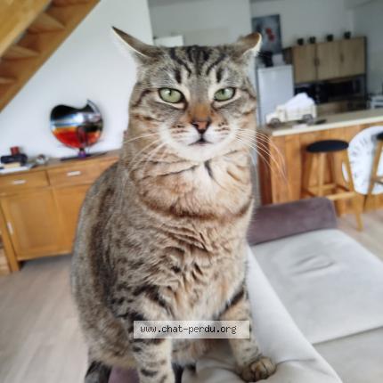 Photo de chat perdu à Saint Meloir Des Ondes