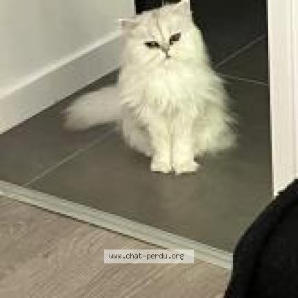 Photo 1/2 Louki Chat perdu à La motte servolex