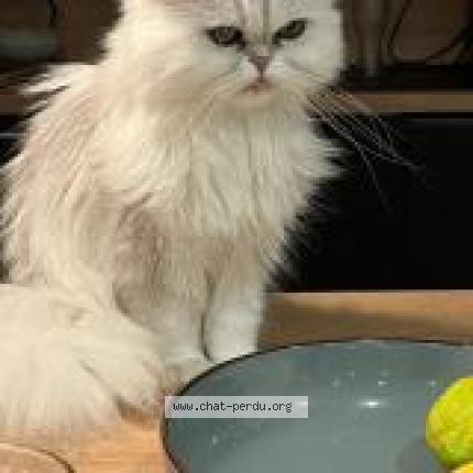 Photo 2/2 Louki Chat perdu à La motte servolex