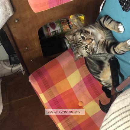 Photo de chat perdu à Lorient