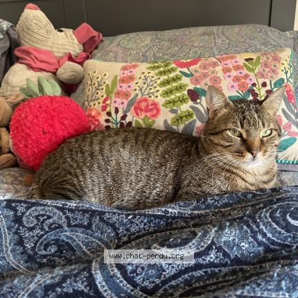 Photo 1/1 Yuki Chat perdu à Sevres